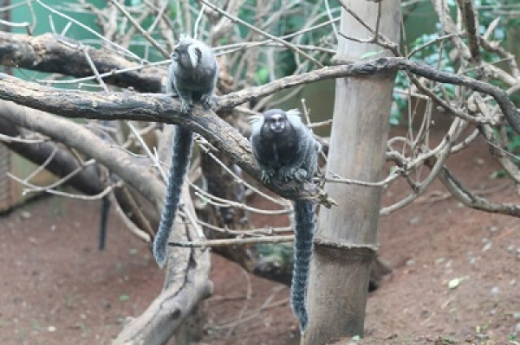 Macacos do Zoológico não oferecem risco relacionado à febre amarela